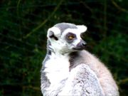 Ring-Tailed Lemur in a Zoo