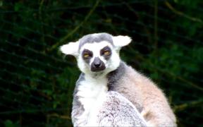 Ring-Tailed Lemur in a Zoo - Animals - VIDEOTIME.COM