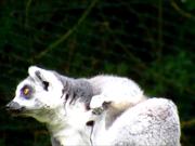 Ring-Tailed Lemur in a Zoo