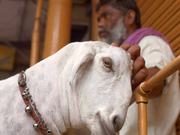 Indian Man Petting a Goat
