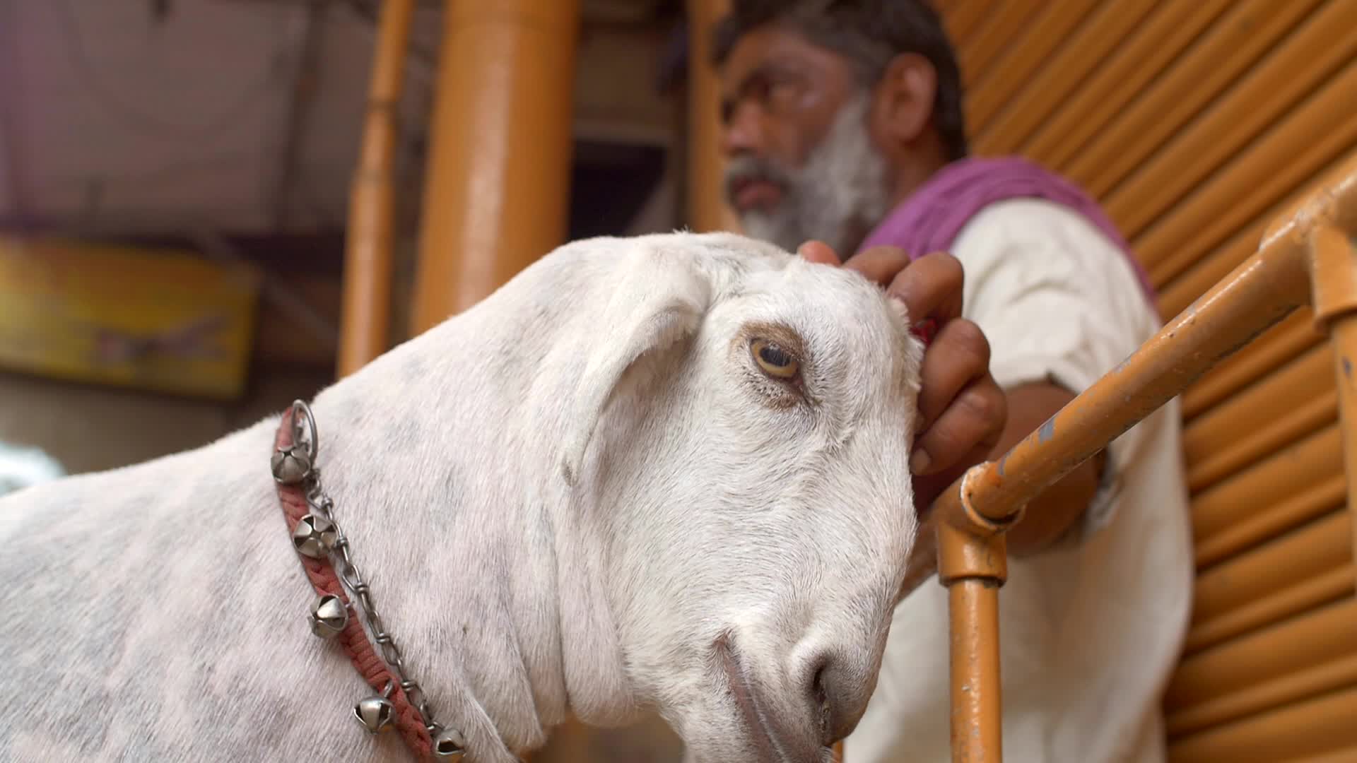 Indian Man Petting a Goat - Animals - Videotime.com