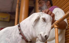Indian Man Petting a Goat - Animals - VIDEOTIME.COM