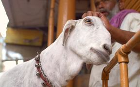Indian Man Petting a Goat - Animals - VIDEOTIME.COM