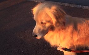 Dog Imitates Sirens - Animals - VIDEOTIME.COM