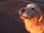 Dog Imitates Sirens