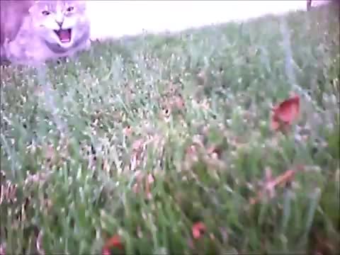 Cat Cam Cat Fight - Animals - Videotime.com