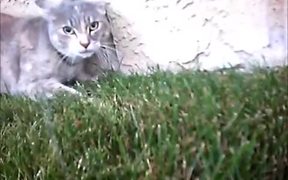 Cat Cam Cat Fight - Animals - VIDEOTIME.COM
