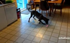 Animals Chasing Laser Pointers - Animals - VIDEOTIME.COM