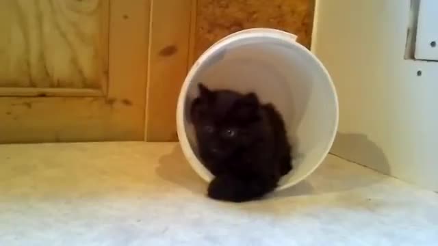 A Kitten Trap - Animals - Videotime.com