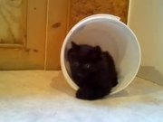 A Kitten Trap