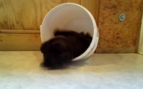 A Kitten Trap - Animals - VIDEOTIME.COM