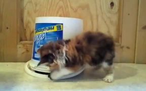 A Kitten Trap - Animals - VIDEOTIME.COM