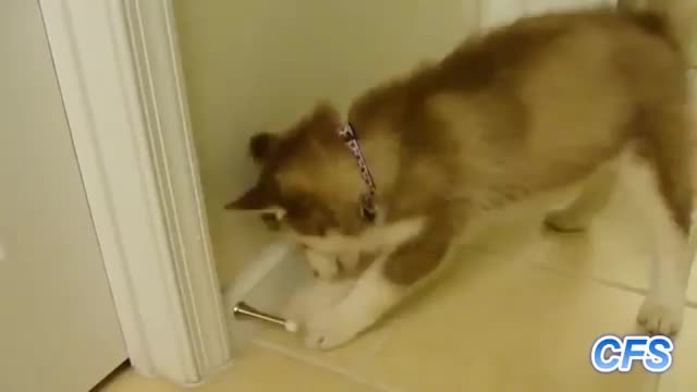 Puppies Vs Door Stoppers - Animals - Videotime.com