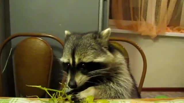 Racoon Eating Grapes - Animals - Videotime.com