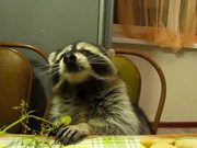 Racoon Eating Grapes