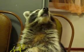 Racoon Eating Grapes - Animals - VIDEOTIME.COM