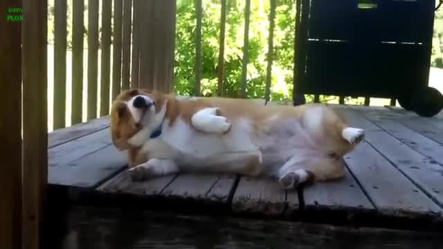 Cute Sad Face Dogs - Animals - Videotime.com