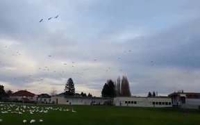 Geese Tsunami - Animals - VIDEOTIME.COM