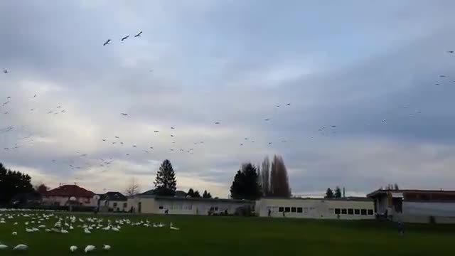 Geese Tsunami - Animals - Videotime.com