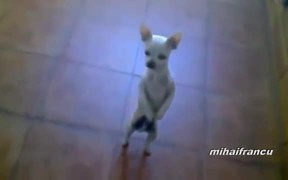 Dogs Acting Like Humans - Animals - VIDEOTIME.COM