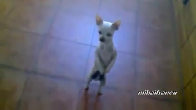 Dogs Acting Like Humans - Animals - Videotime.com