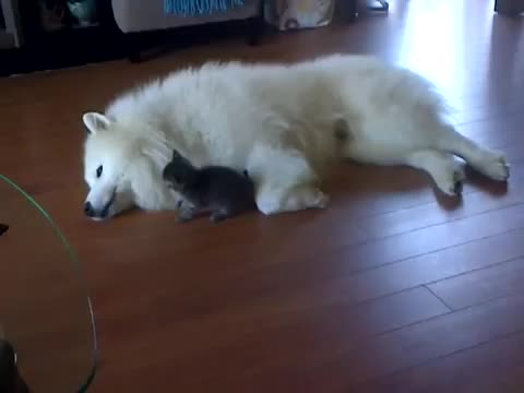 Dog And Kitten Playtime