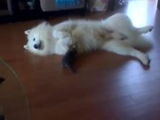 Dog And Kitten Playtime