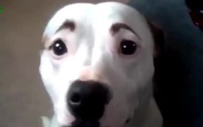 Dogs With Eyebrows - Animals - VIDEOTIME.COM