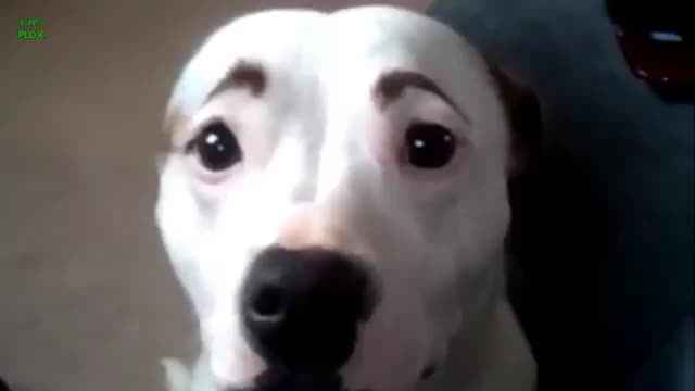 Dogs With Eyebrows - Animals - Videotime.com