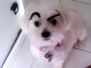 Dogs With Eyebrows
