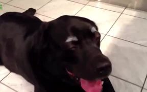 Dogs With Eyebrows - Animals - VIDEOTIME.COM