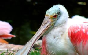 Spoonbill Close-Up - Animals - VIDEOTIME.COM