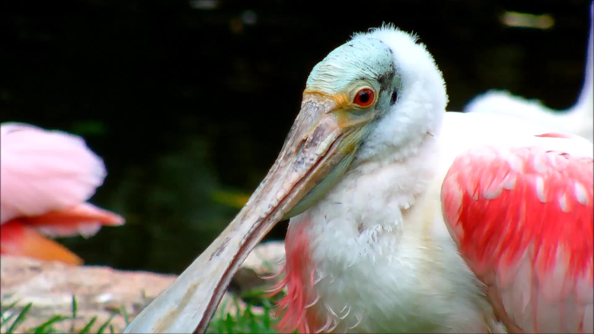 Spoonbill Close-Up - Animals - Videotime.com