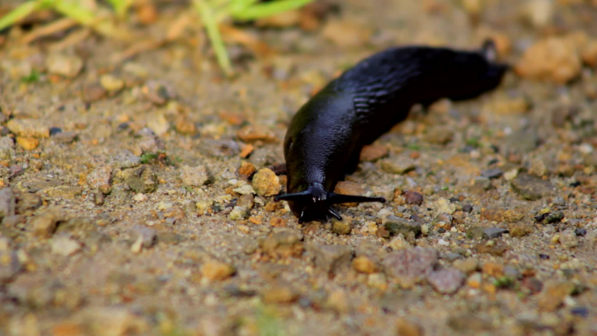 Slug Crawling in Sand - Animals - Videotime.com