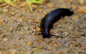 Slug Crawling in Sand - Animals - VIDEOTIME.COM