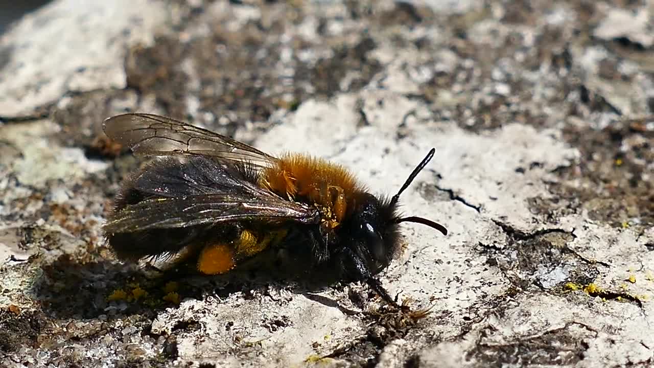 Honey Bee Cleaning - Animals - Videotime.com