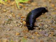 Slug Crawling in Sand