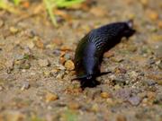 Slug Crawling in Sand