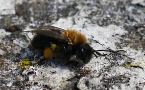 Honey Bee Cleaning - Animals - VIDEOTIME.COM