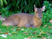 Chewing Muntjac
