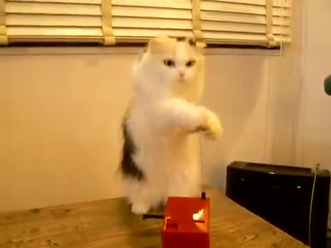 Very Confused Cat - Animals - Videotime.com
