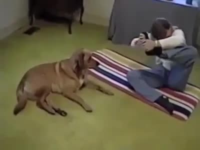 Yoga Dog - Animals - Videotime.com