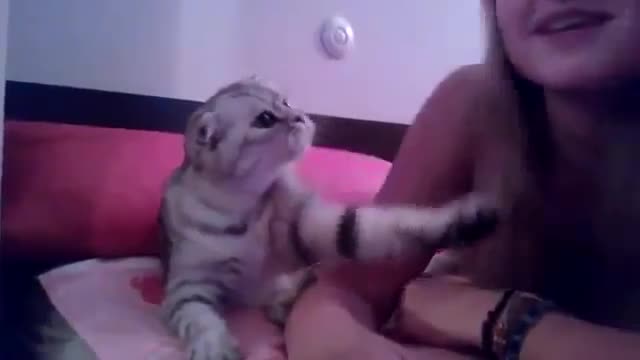 Kitten Demands A Kiss - Animals - Videotime.com
