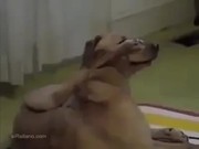 Yoga Dog