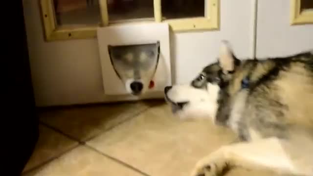 Arguing Through Cat Door - Animals - Videotime.com