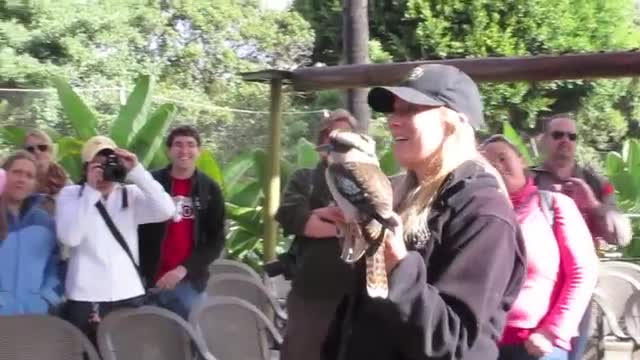 Kookaburra Call