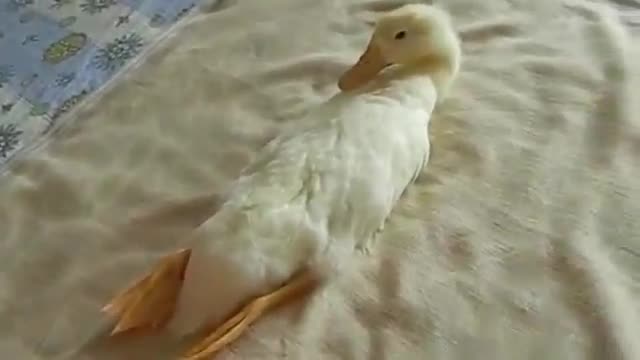 Duck Vacuum - Animals - Videotime.com