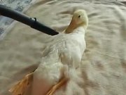 Duck Vacuum
