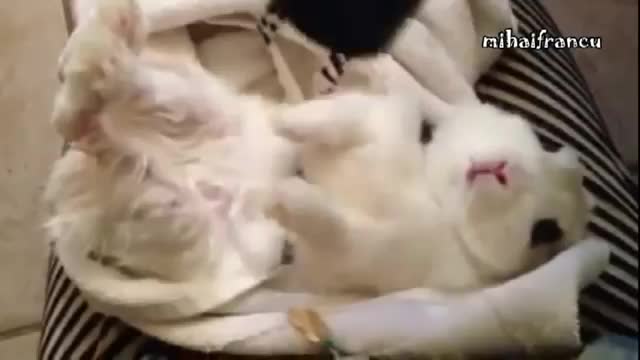 Animals Who Love Hair Dryers - Animals - Videotime.com