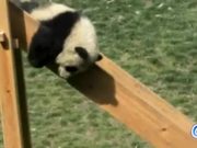 Pandas On Slides